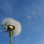 Cinco consejos útiles para vivir con alergia respiratoria